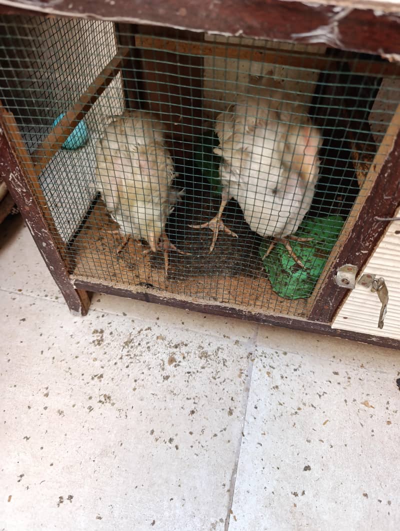 Young Chicks 2