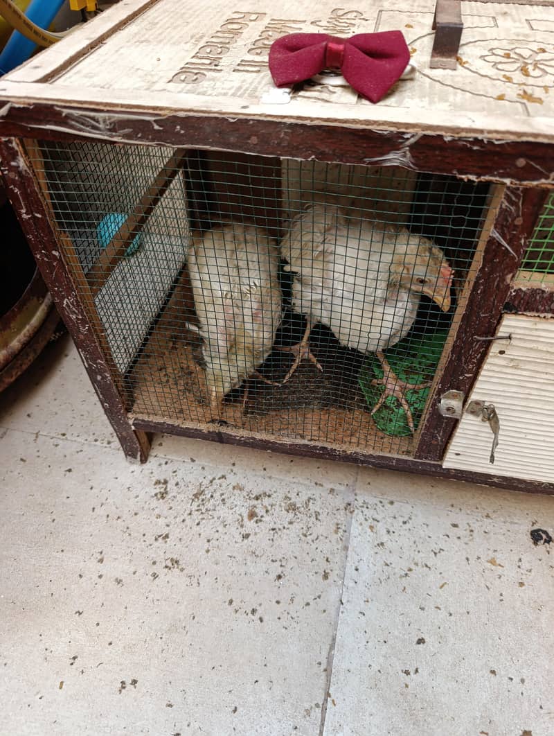 Young Chicks 3