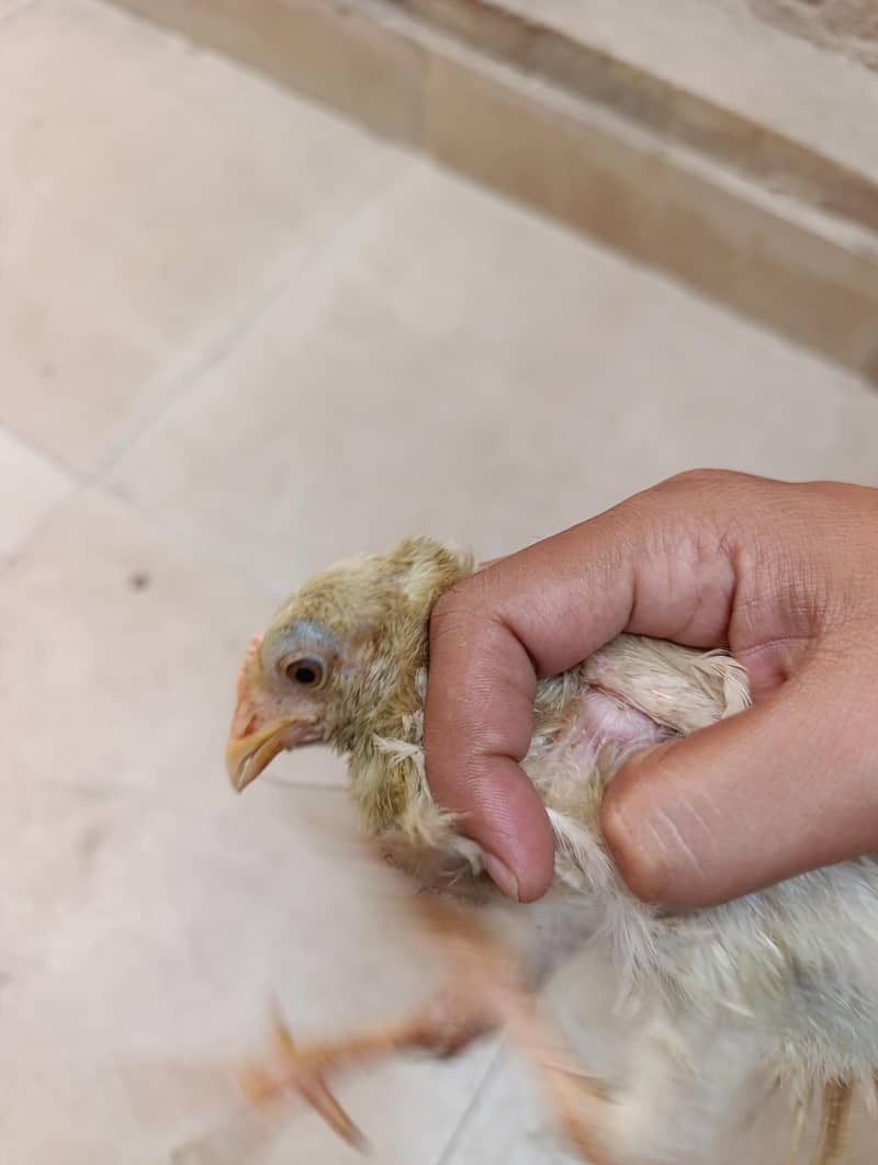 Young Chicks 4