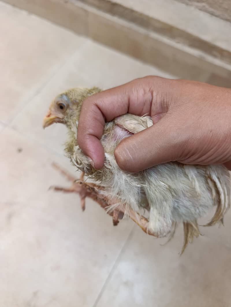 Young Chicks 5