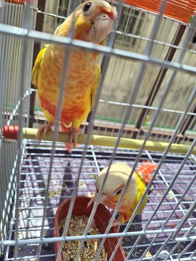 Sun Conure cheeks Mutation