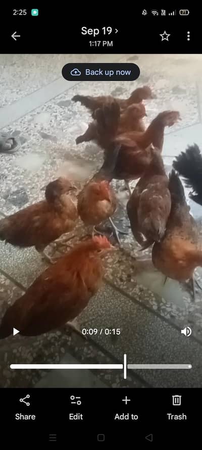 Golden Misri starter Hens FOR SALE