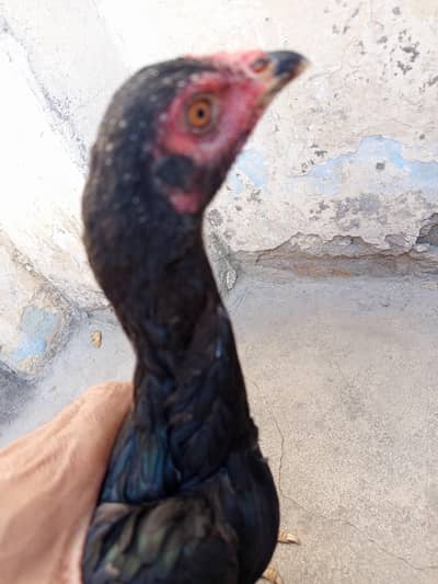 aseel hens