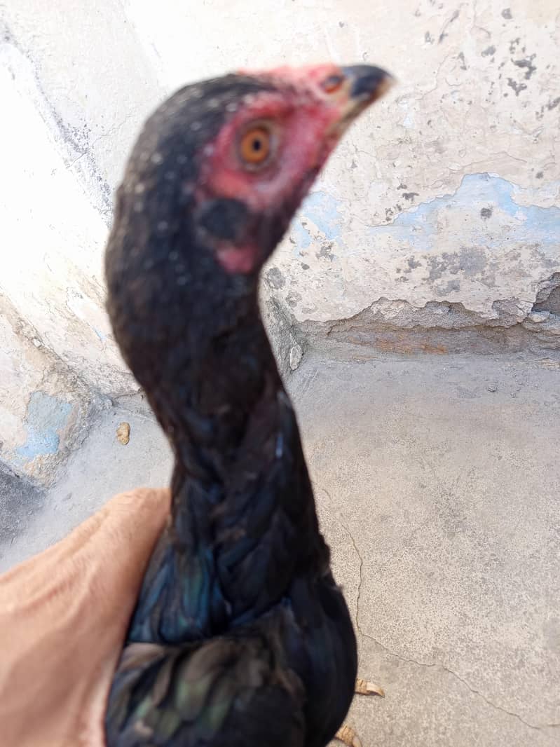 aseel hens 0