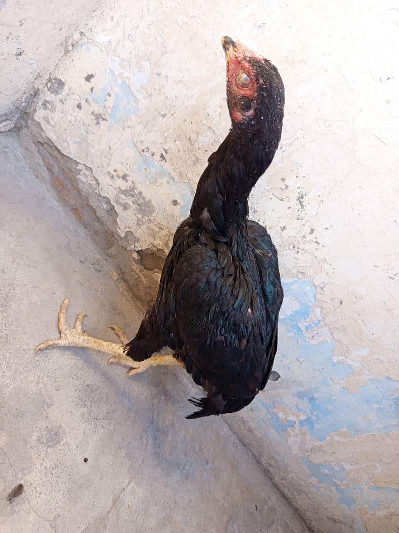 aseel hens 1