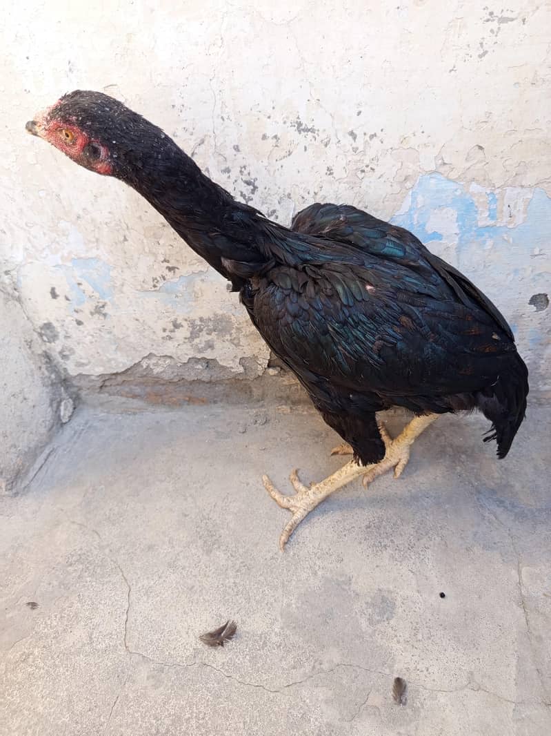 aseel hens 2