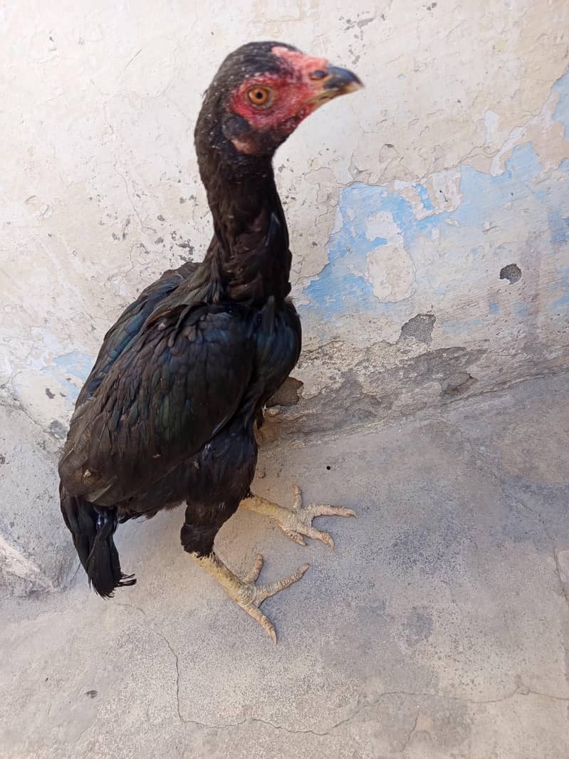 aseel hens 3