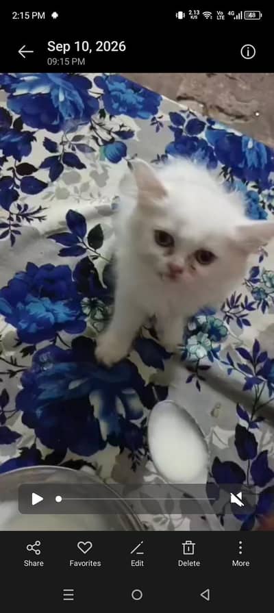 Sharoand Jaski blue yes kittens availablecontact on watsap03294944175