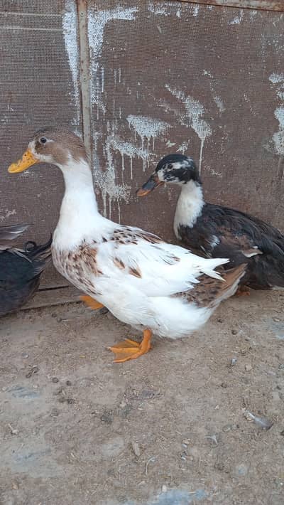 Ducks for sale