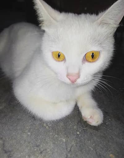 Cat full withe