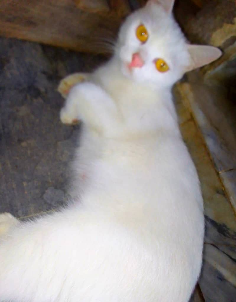 Cat full withe 1