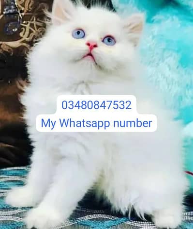 Persian kittens for sale