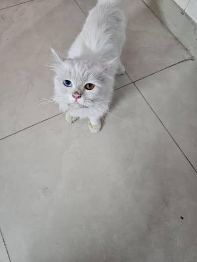 male persian cat