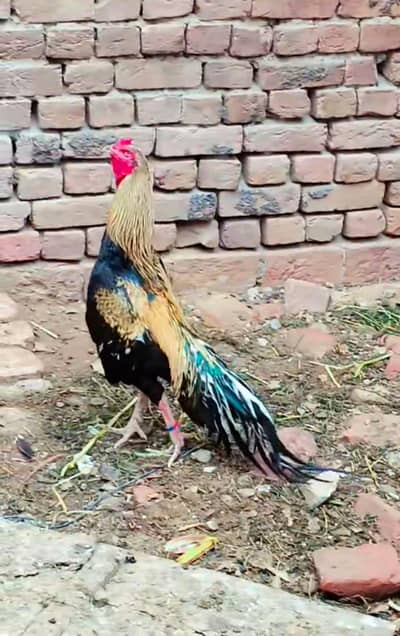 ASEEL MURGA FOR SELL