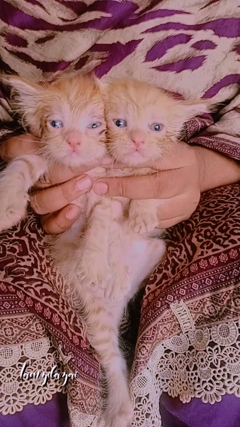 Cat kitten Male/Female 3