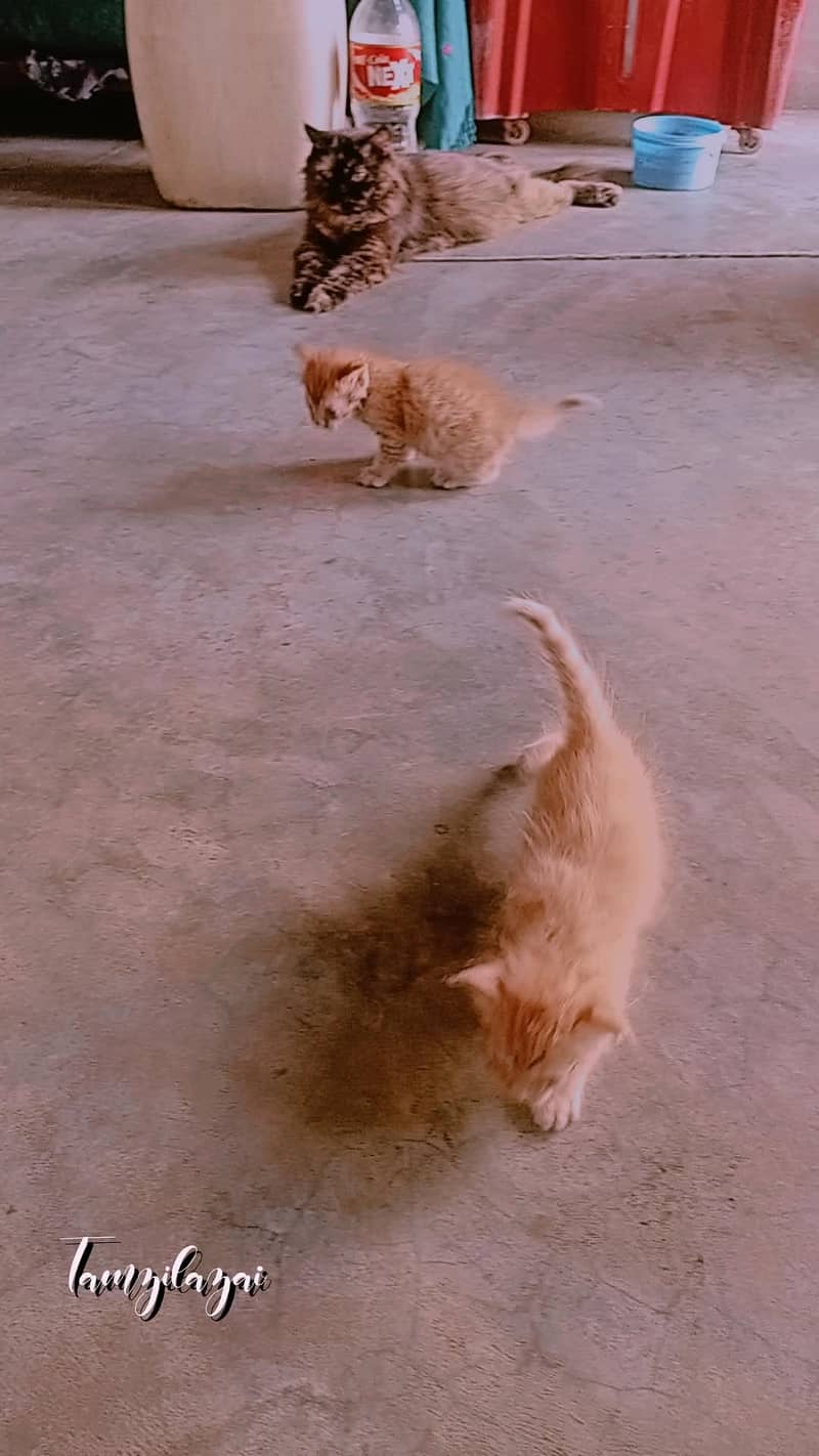 Cat kitten Male/Female 6