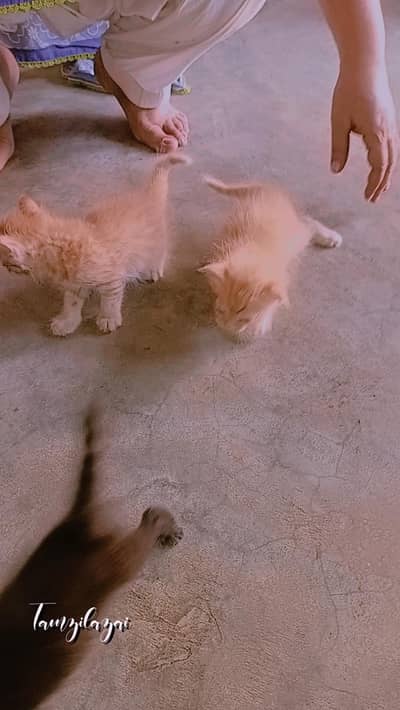 Cat kitten Male/Female