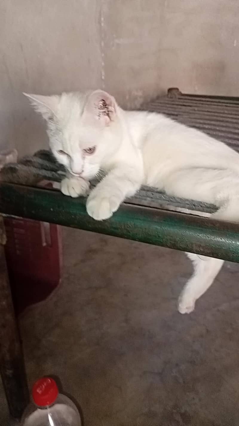 Cat kitten Male/Female 8