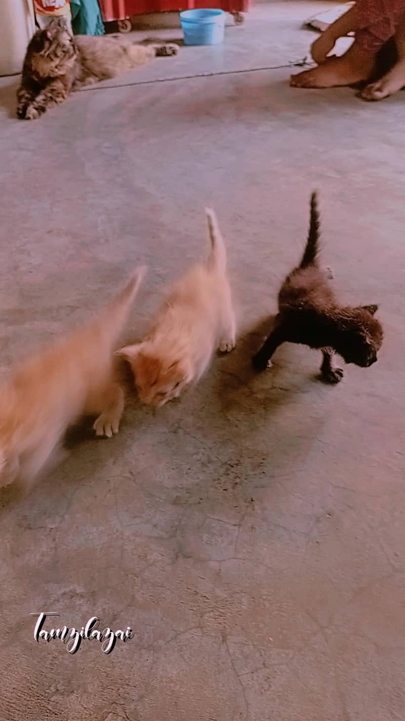 Cat kitten Male/Female 2