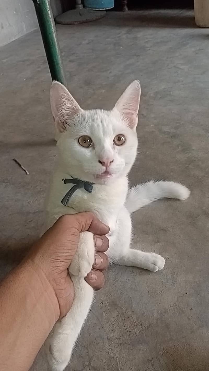 Cat kitten Male/Female 10