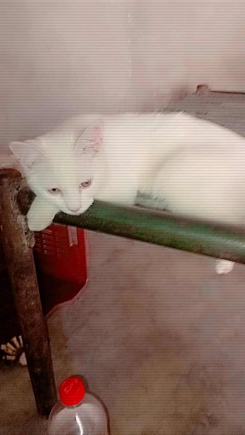 Cat kitten Male/Female 11