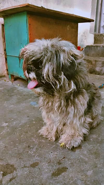 Shihtzu adult female