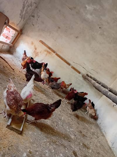 Egg laying hens