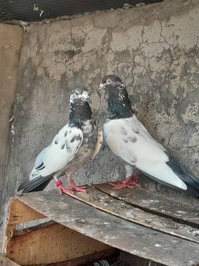 teddy pigeon