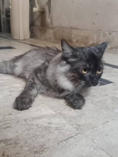 Persian cat black or white mix colors