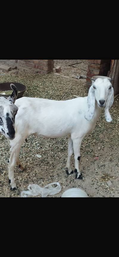 3 pice for sale 2 male 1female Barbara Breedar male
