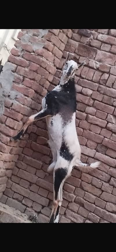 3 pice for sale 2 male 1female Barbara Breedar male