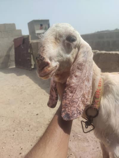 pewar rajanpuri bakra