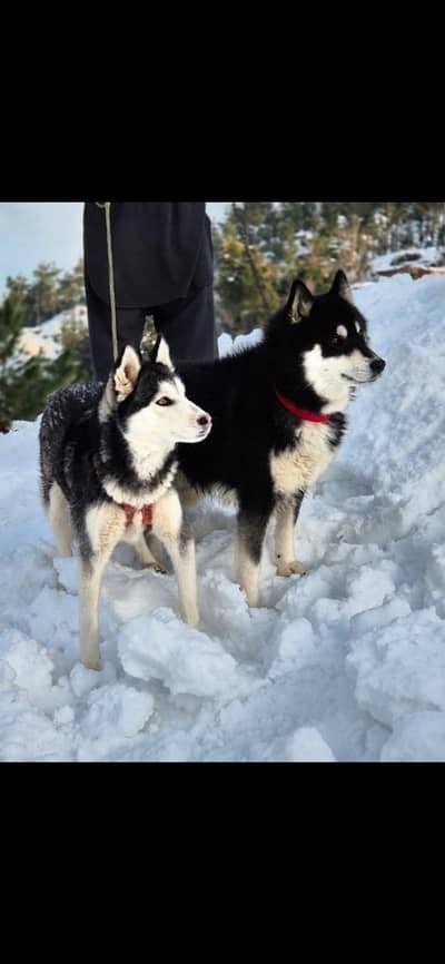 Huskies pair