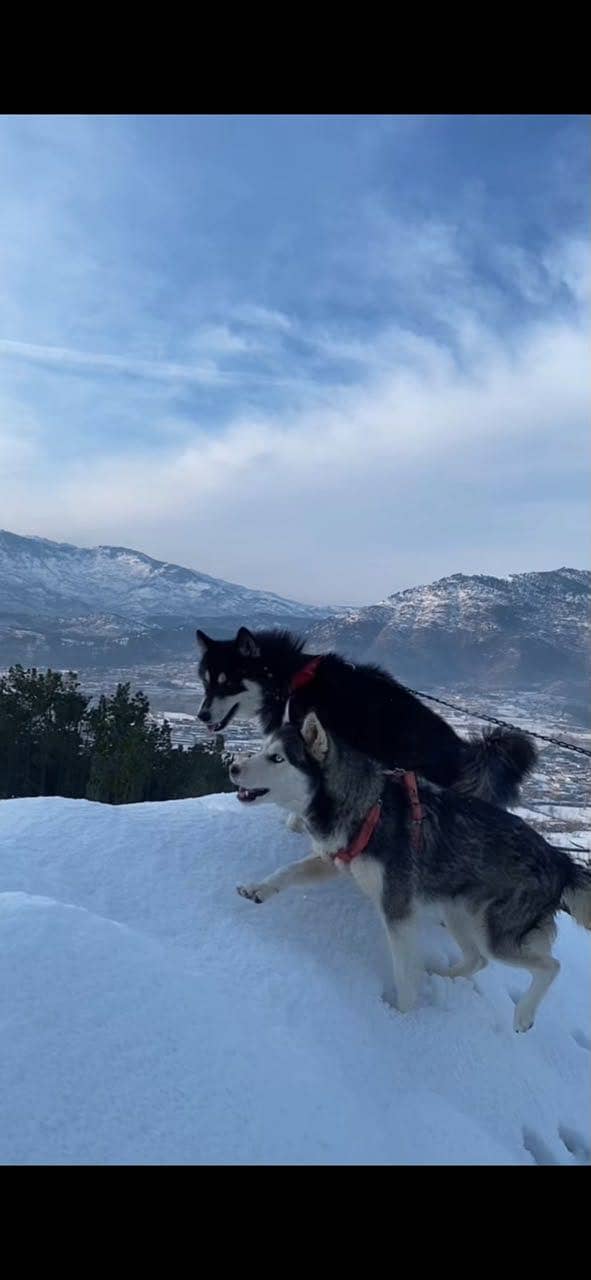 Huskies pair 2
