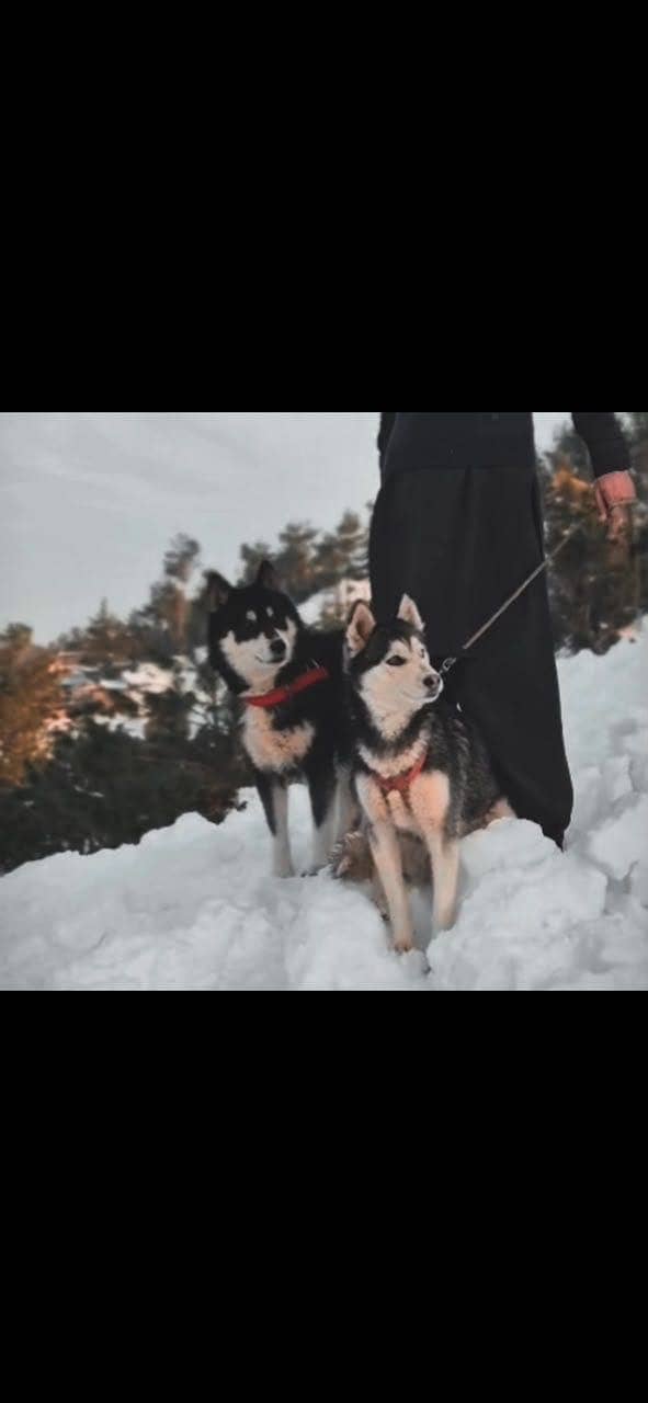 Huskies pair 3