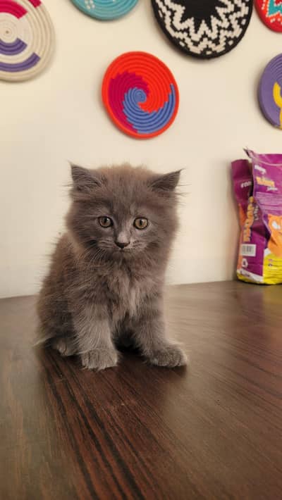 persian kitten smoky grey vopour