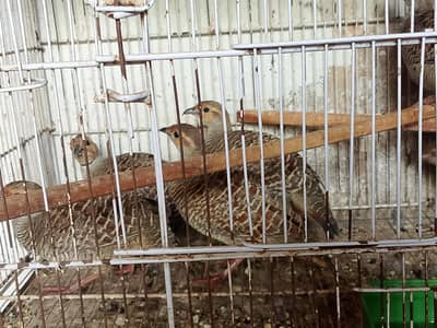 teetar birds
