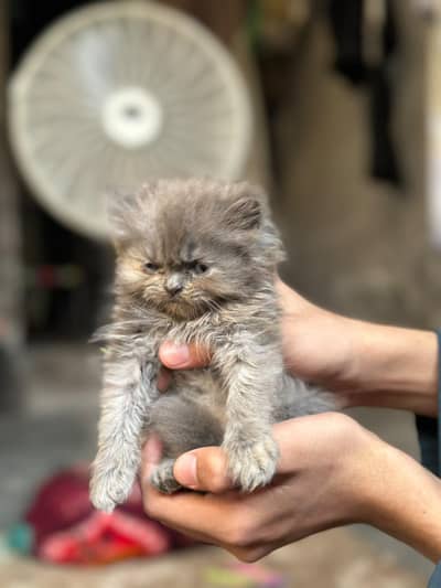 4 kittens for sale