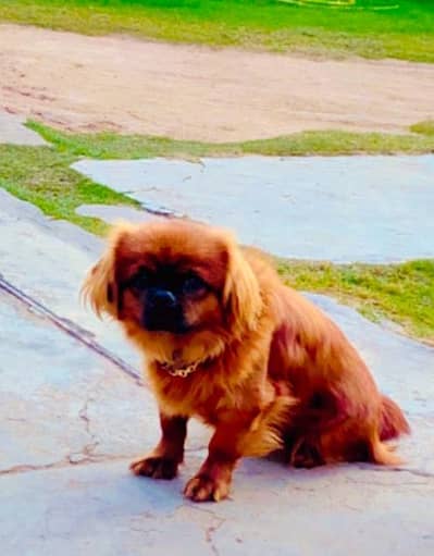Pekingese Dog