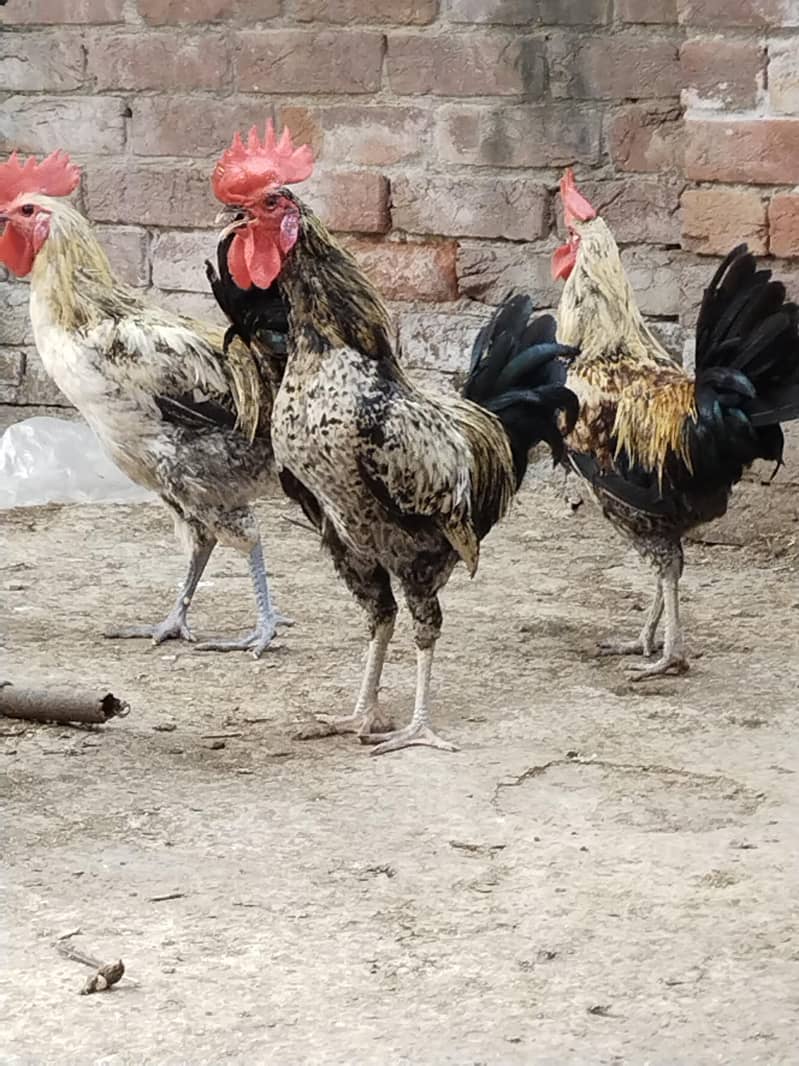 Desi murga 0
