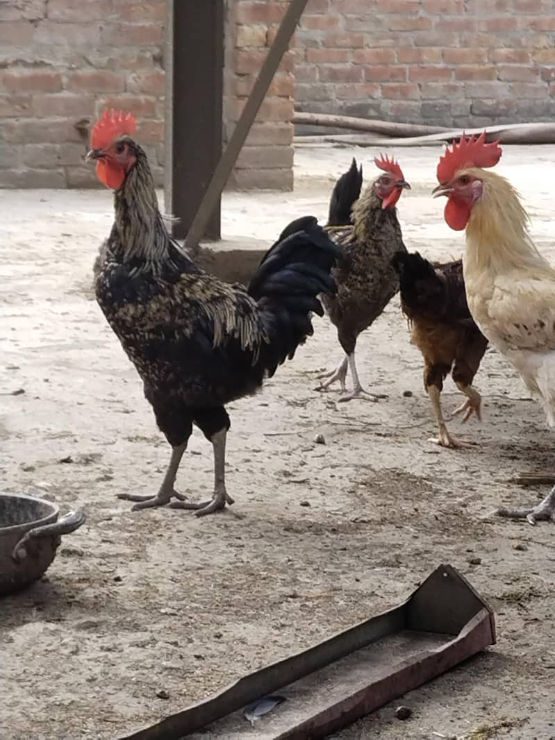 Desi murga 2
