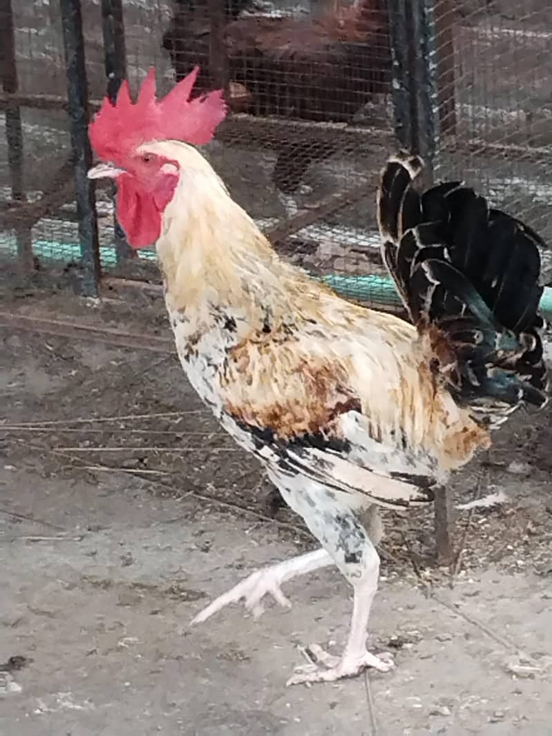 Desi murga 3