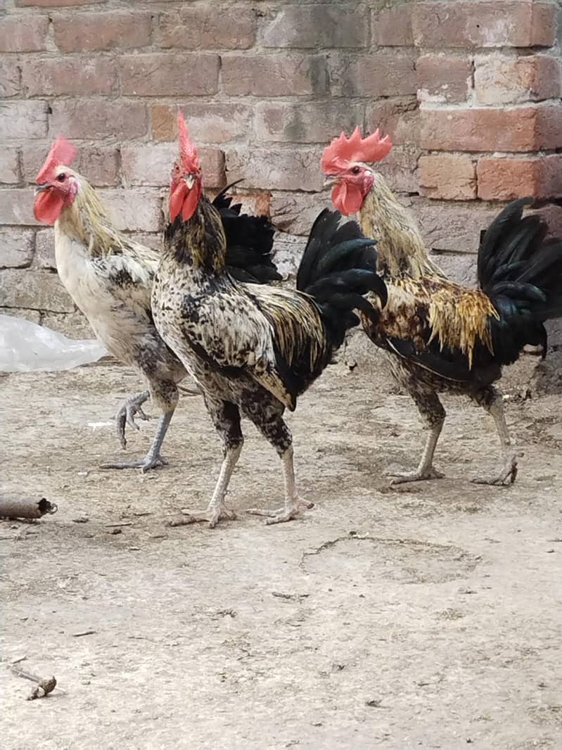 Desi murga 6