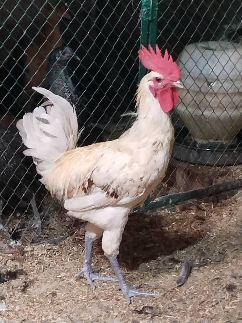 Desi murga 9