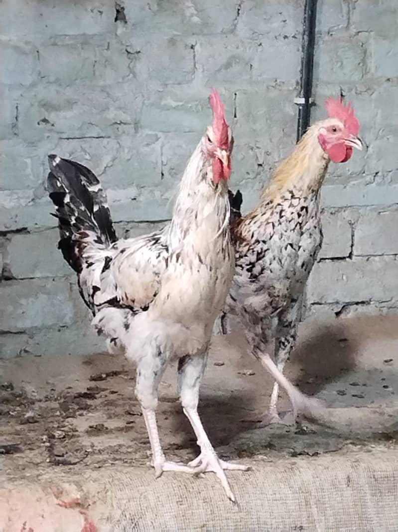 Desi murga 10