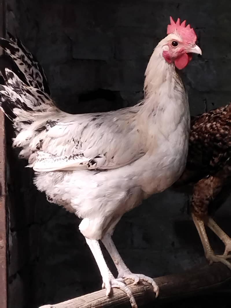 Desi murga 11