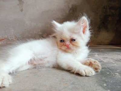 4 kittens for sale