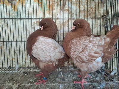 Supreme Quality Modina , Frillbacks, Breeding pair Pigeons/ kabooter