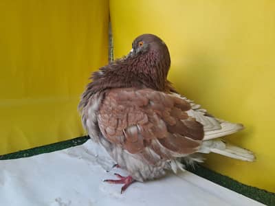 Supreme Quality Modina , Frillbacks, Breeding pair Pigeons/ kabooter