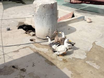 2 pair Ducks For sell
